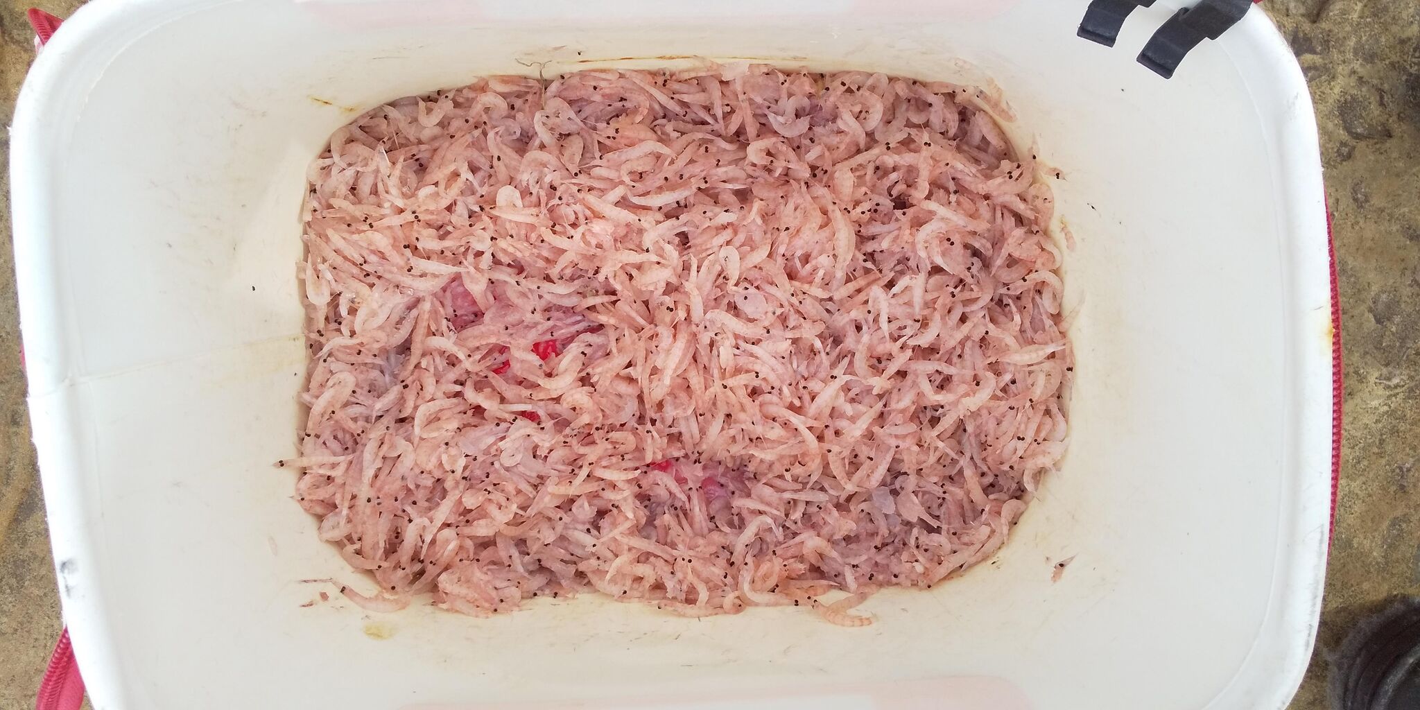 釣りはココロの栄養です 撒き餌づくり