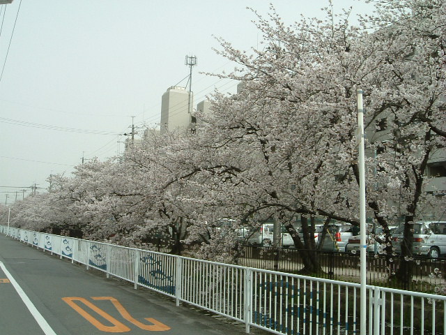 ����Į�κ�