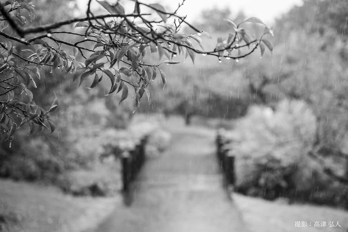 長梅雨の中で 小田原フラワーガーデン 高津創造株式会社のエトセトラ