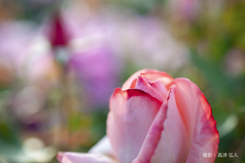 DSC_8336a