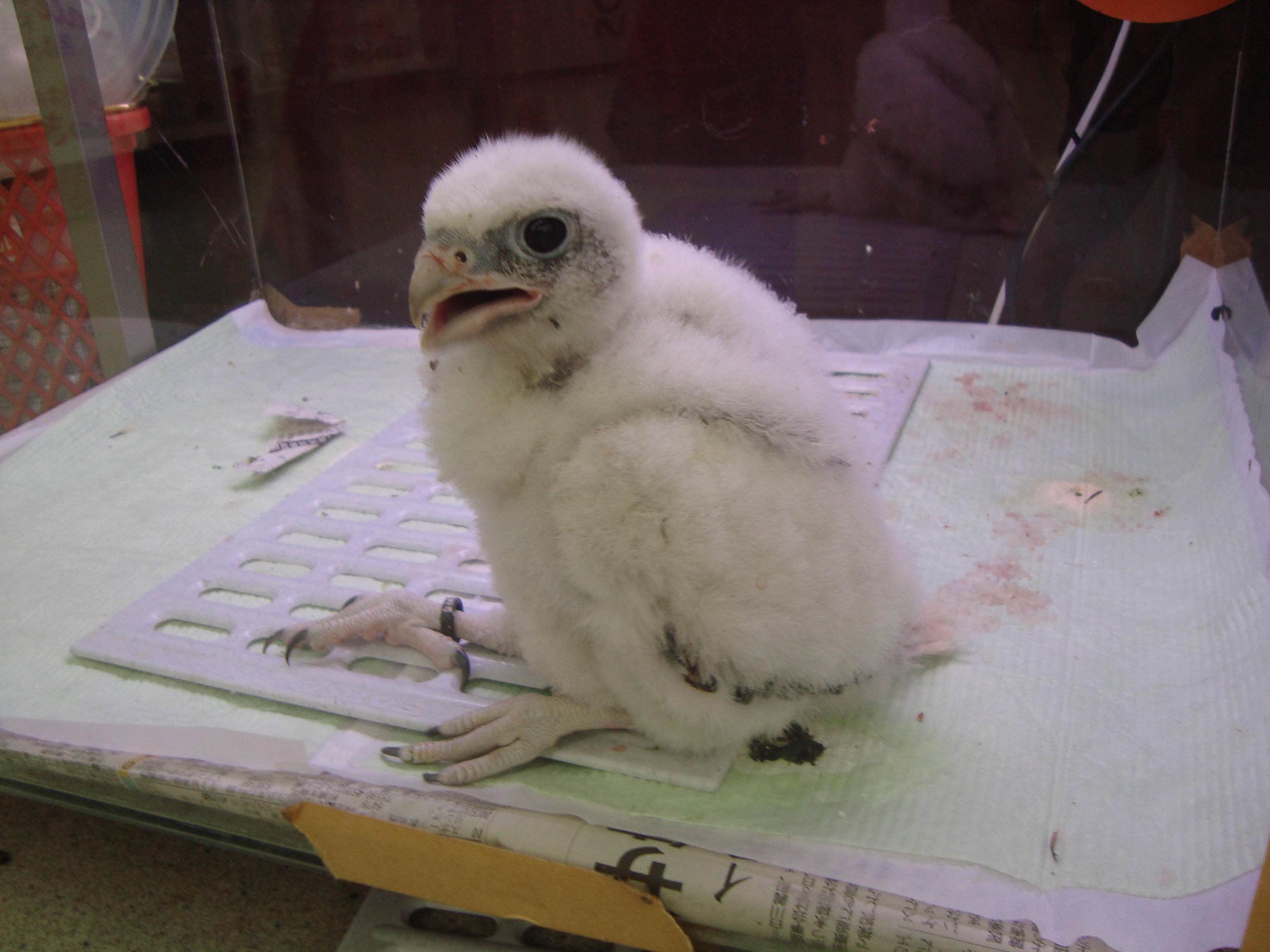 セイカーハヤブサ 高山ペットショップ東広島店