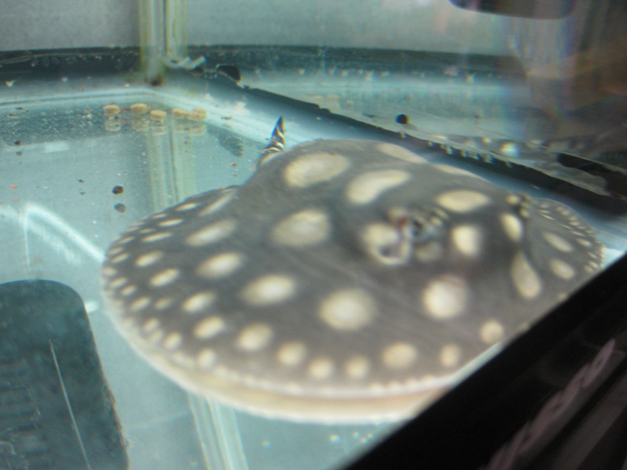 ダイヤモンドポルカ繁殖成功しました : 高山ペットショップ東広島店