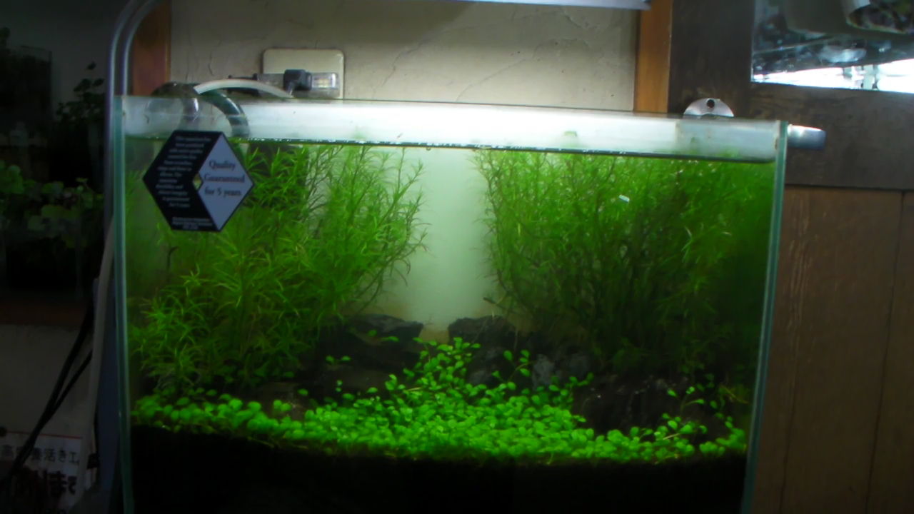 小さな水草水槽ミニマリウム 高山ペットショップ東広島店