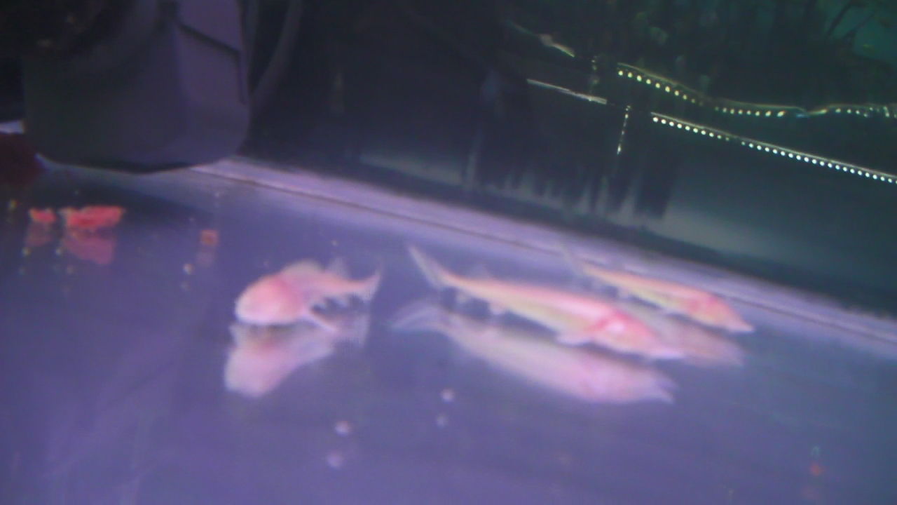 チョウザメ 4種類入荷 高山ペットショップ東広島店 チョウザメ 4種類入荷 高山ペットショップ東広島店