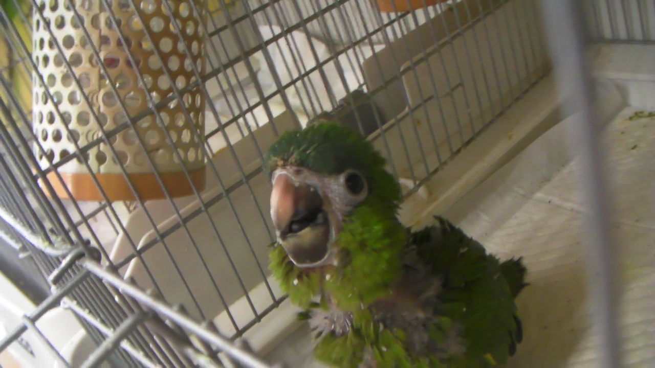 コミドリコンゴウインコとズグロシロハラのヒナヒナ 高山ペットショップ東広島店 コミドリコンゴウインコとズグロシロハラのヒナヒナ 高山ペットショップ東広島店
