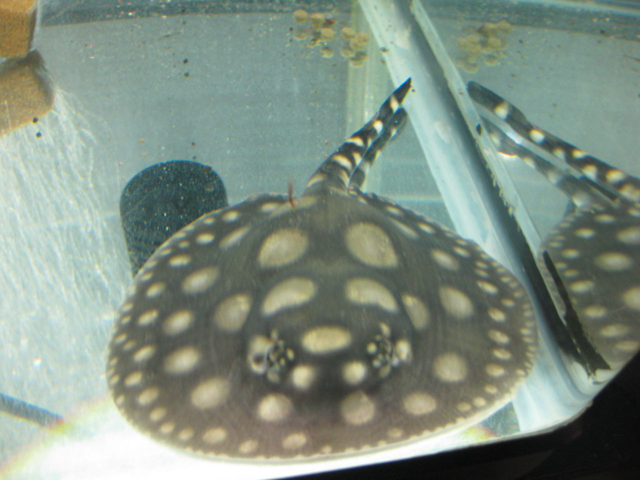 ダイヤモンドポルカ繁殖成功しました : 高山ペットショップ東広島店