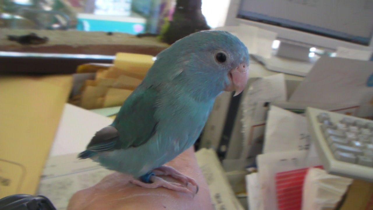 マメルリハインコ ブルー ベタ馴れ 高山ペットショップ東広島店