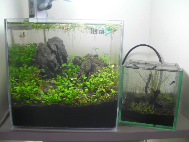 卓上にミニミニ水槽どうですか 高山ペットショップ東広島店