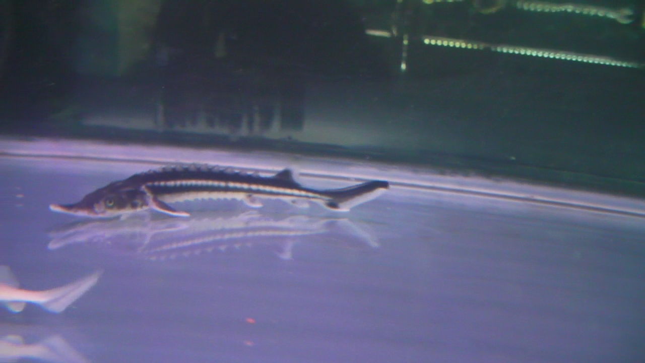 チョウザメ 4種類入荷 高山ペットショップ東広島店 チョウザメ 4種類入荷 高山ペットショップ東広島店