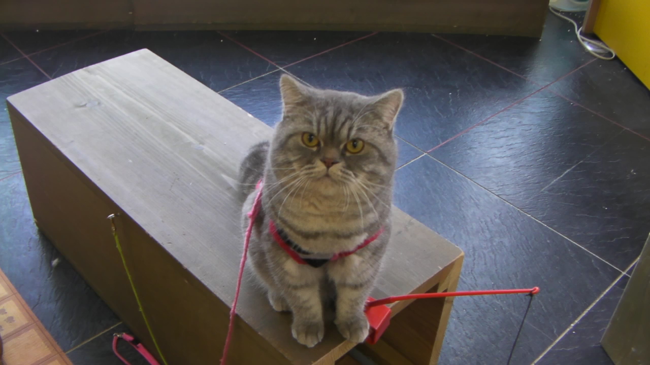 エキゾチックショートヘアー シェーデットシルバー 男の子 08 7 5生まれ 高山ペットショップ高松店