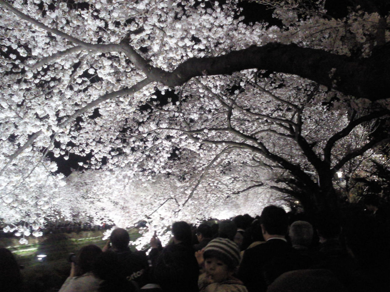 年に1日 野川夜桜ライトアップ 仰角8 動点p 裏庭別館 年に1日 野川夜桜ライトアップ 仰角8 動点p 裏庭別館
