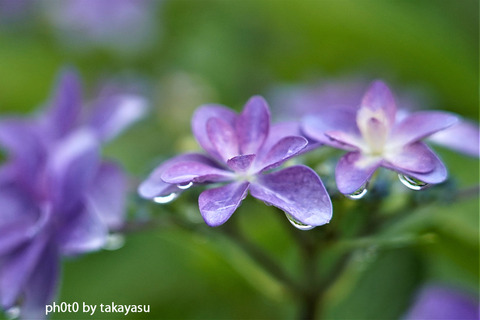 雨の紫陽花２2