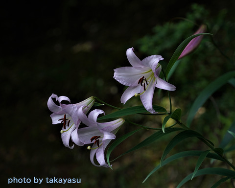 桜淵公園２2