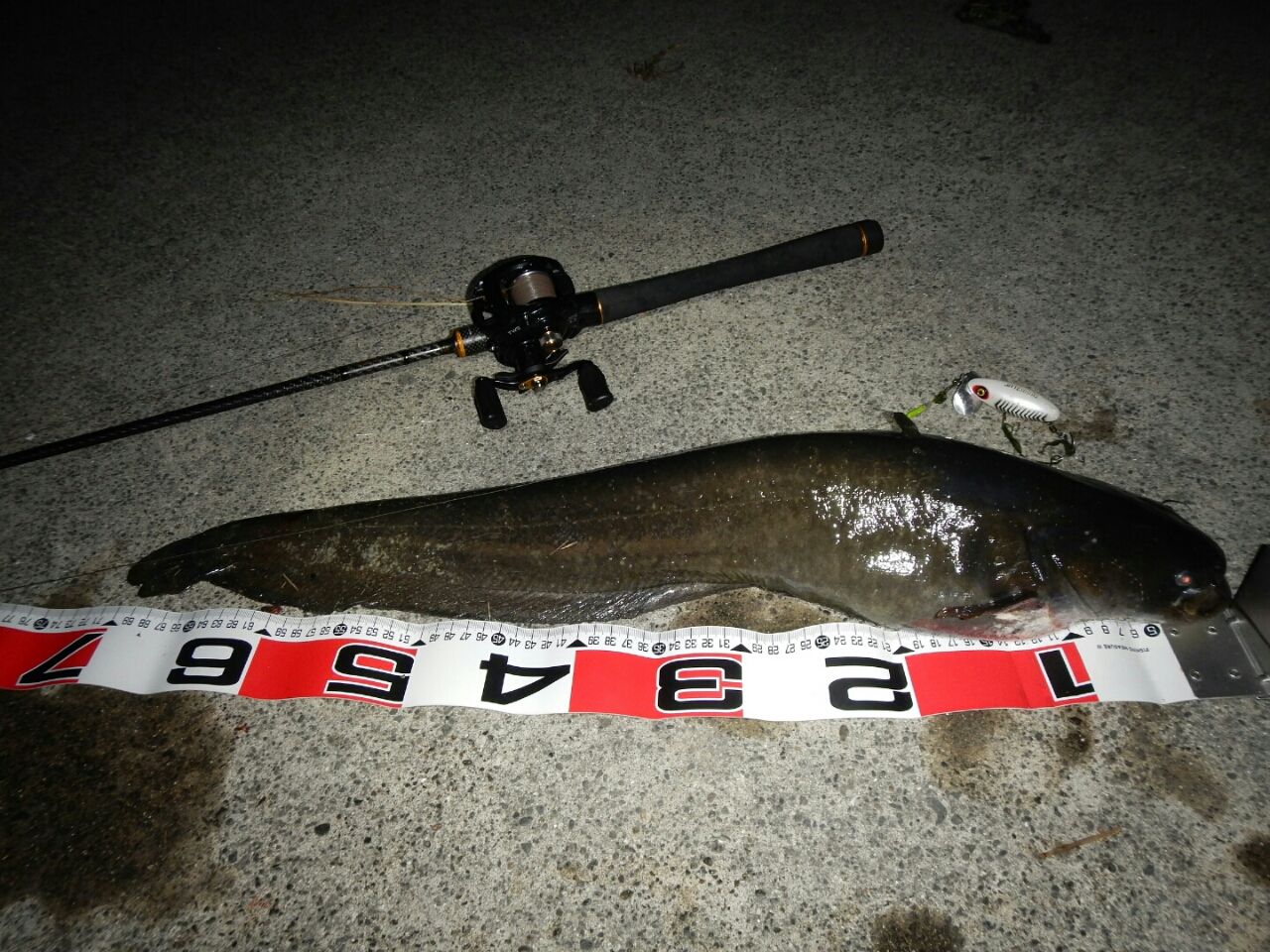 Lunker X Hunter Blog ナマズ ダービー Lunker X Hunter Blog ナマズ ダービー