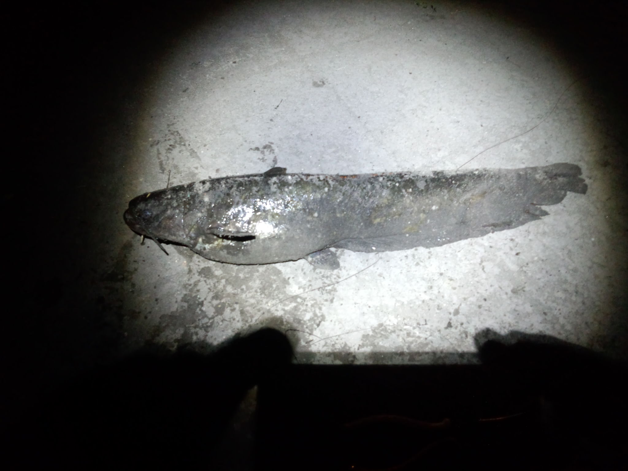 Lunker X Hunter Blog ナマズ