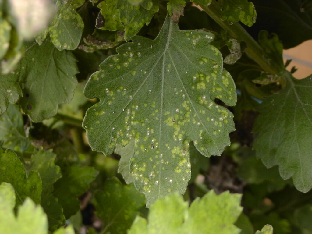 ネギ赤さび病の胞子を餌にするタマバエmycodiplosis Sp 新しい昆虫ネタ ネギ赤さび病の胞子を餌にするタマバエmycodiplosis Sp 新しい昆虫ネタ