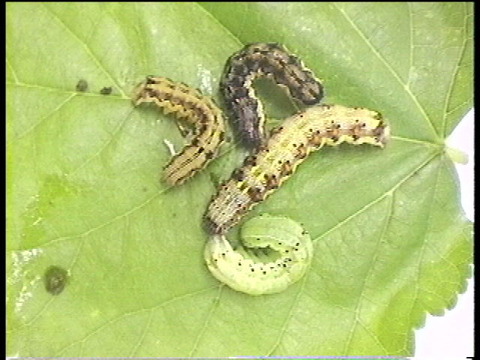 タバコガ オオタバコガと寄生蜂 新しい昆虫ネタ タバコガ オオタバコガと寄生蜂 新しい昆虫ネタ