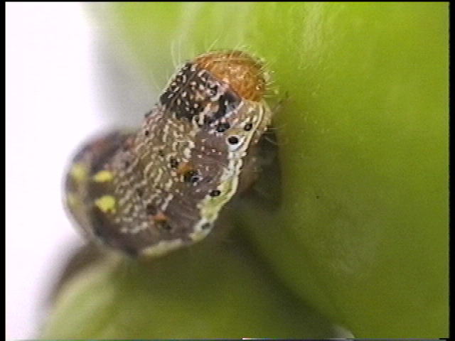 タバコガ オオタバコガと寄生蜂 新しい昆虫ネタ タバコガ オオタバコガと寄生蜂 新しい昆虫ネタ