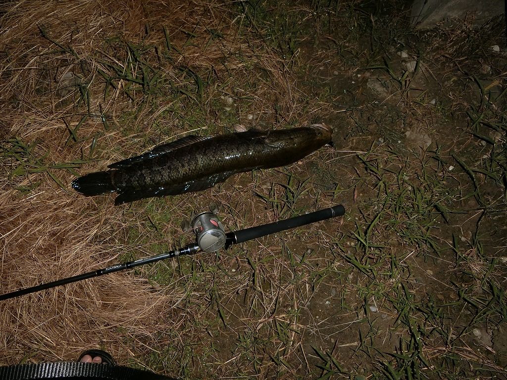 海部郡の用水路に通ってます 無職の釣り