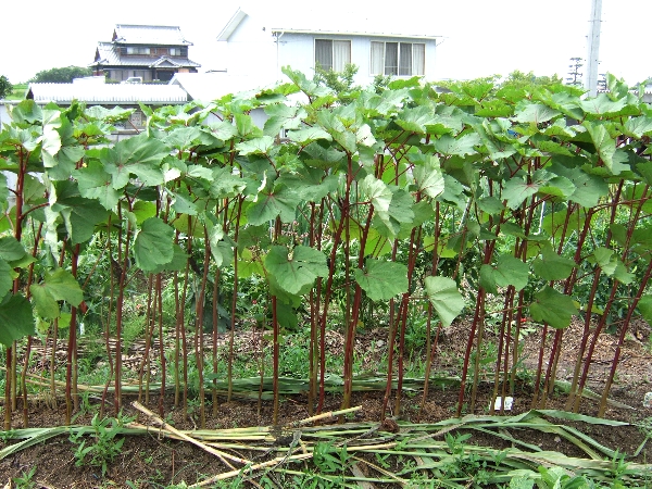 赤オクラの成長と 変形ナス 自然農法に憧れて