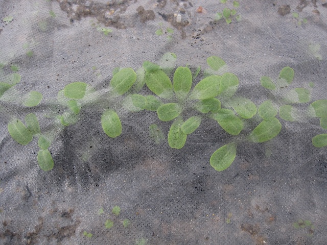 ゴボウとレタスの発芽状態と白菜の菜花とタラの芽の天ぷら 自然農法に憧れて ゴボウとレタスの発芽状態と白菜の菜花とタラの芽の天ぷら 自然農法に憧れて