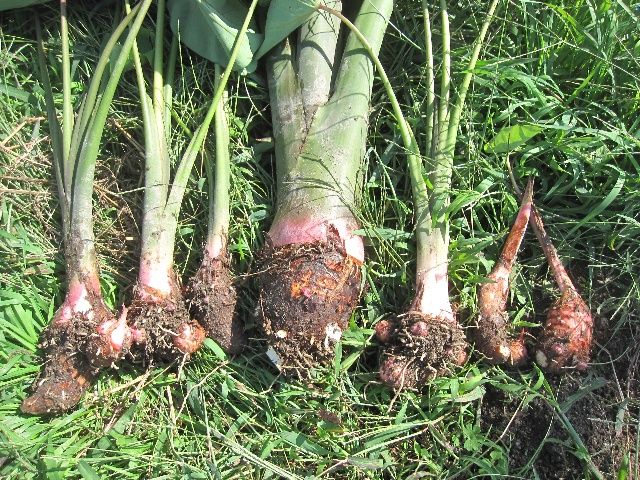 パプリカ絶好調と赤芽系里芋と断根枝豆すごい 自然農法に憧れて