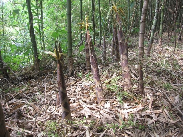破竹の筍がニョキニョキ ニンニクも収穫しました 自然農法に憧れて 破竹の筍がニョキニョキ ニンニクも収穫しました 自然農法に憧れて