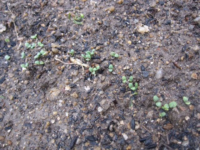 ゴボウとレタスの発芽状態と白菜の菜花とタラの芽の天ぷら 自然農法に憧れて ゴボウとレタスの発芽状態と白菜の菜花とタラの芽の天ぷら 自然農法に憧れて