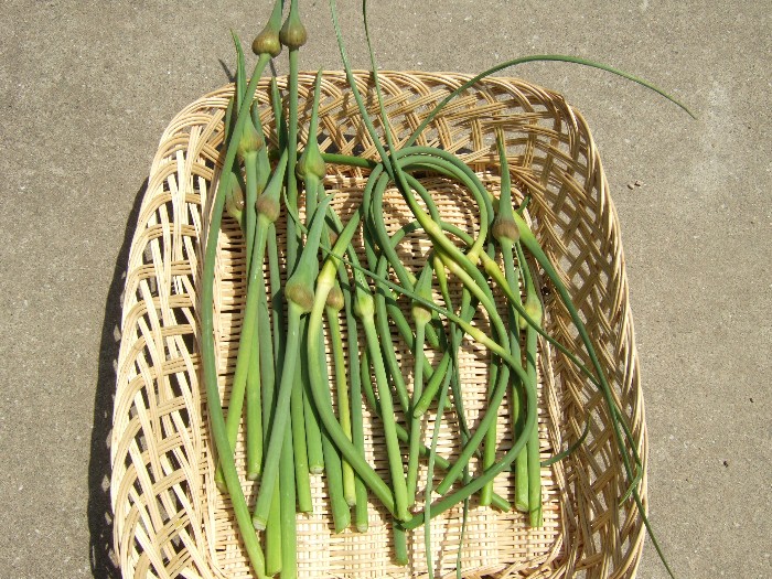自然農法に憧れて!生姜の植付とニンニクの芽収穫 livedoor Blog(ブログ) 自然農法に憧れて!生姜の植付とニンニクの芽収穫 livedoor Blog(ブログ)