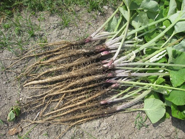 大浦牛蒡と初夏の果実ビワの収穫 自然農法に憧れて