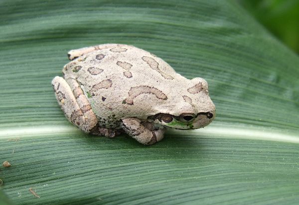 ネギの幼苗とカエルと人面ナス 自然農法に憧れて