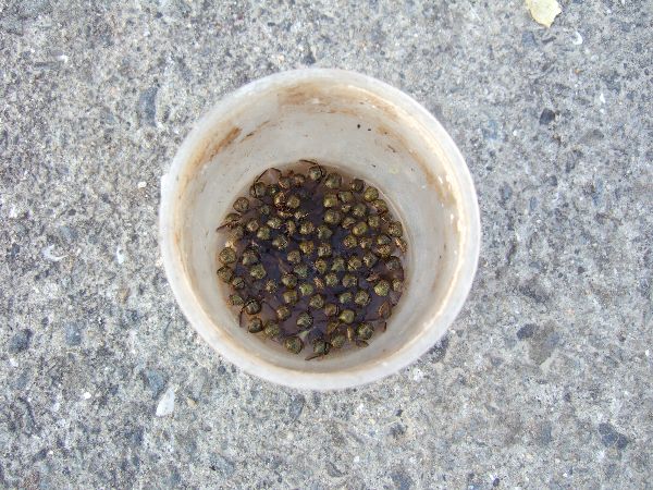 トマトと枝豆のマルカメムシ退治 自然農法に憧れて
