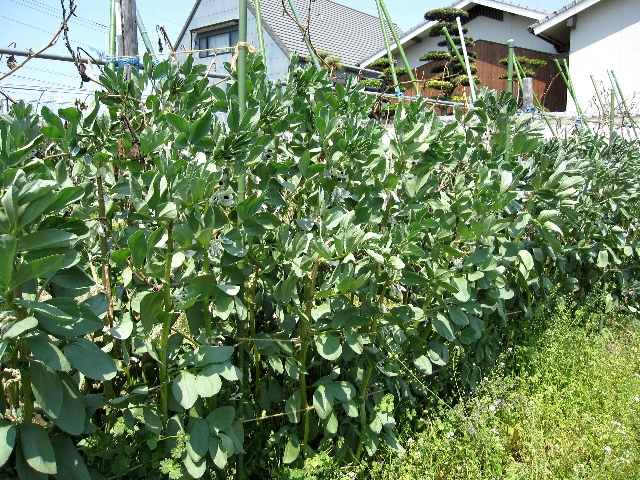 そら豆と九条太ネギとトウモロコシ定植 自然農法に憧れて そら豆と九条太ネギとトウモロコシ定植 自然農法に憧れて