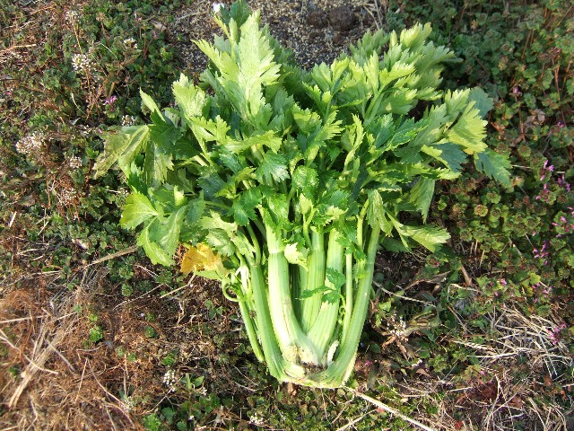 セロリとキャベツとアイコ発芽 自然農法に憧れて セロリとキャベツとアイコ発芽 自然農法に憧れて