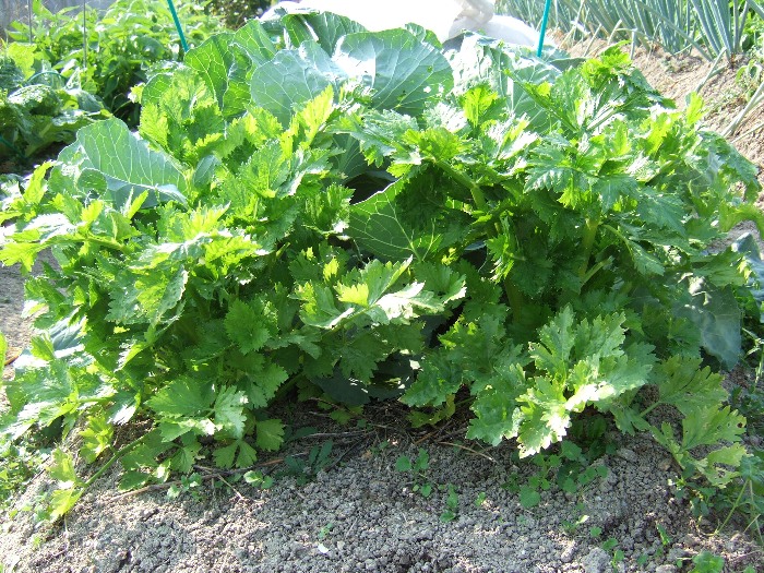 セロリの軟白化と里芋２種 自然農法に憧れて