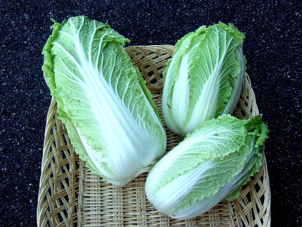 白菜２種の収穫とふきのとう 自然農法に憧れて