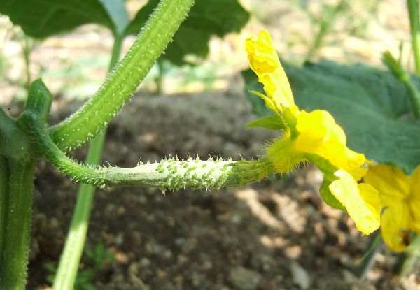 キュウリの幼果とたちふじの実 自然農法に憧れて