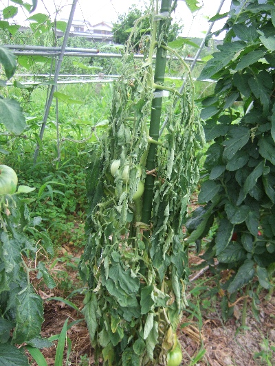 山芋とアイコと桃太郎 自然農法に憧れて