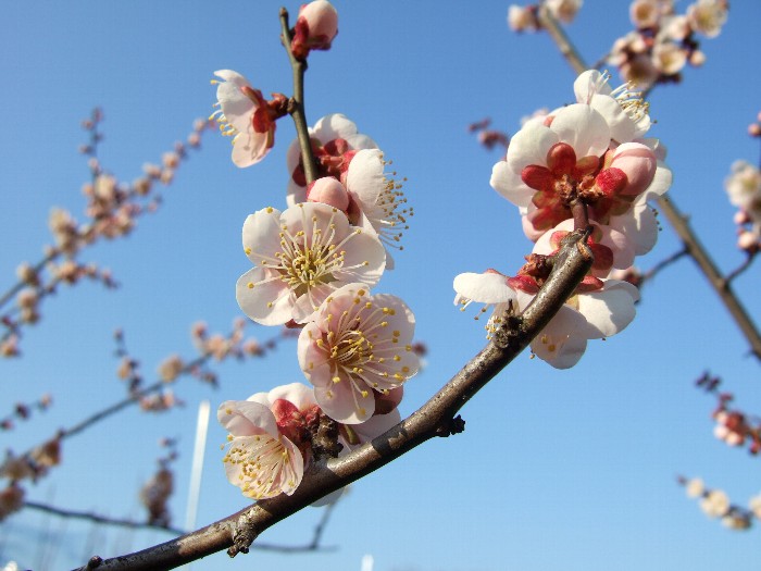梅の開花と椎茸原木とほうれん草比べ 自然農法に憧れて