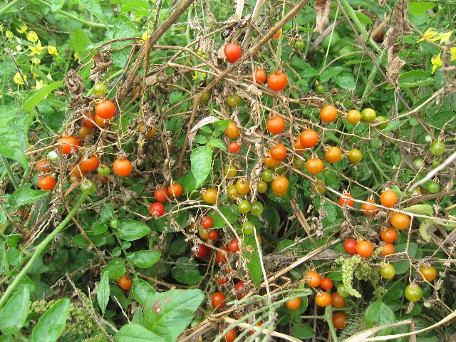 自生トマトとマイクロトマトとタケノコ白菜 自然農法に憧れて