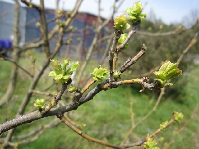 花梨の新芽とそら豆に花と野菜中心の夕食メニュー 自然農法に憧れて