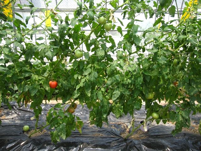 旺盛なカボチャ畝と大玉トマト栽培と夏野菜の収穫 自然農法に憧れて 旺盛なカボチャ畝と大玉トマト栽培と夏野菜の収穫 自然農法に憧れて