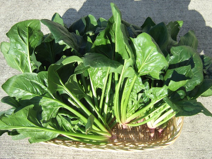 フウセン唐綿とほうれん草 自然農法に憧れて