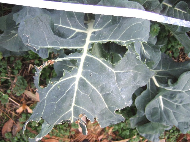 ブロッコリーと赤系野菜とスイートスプリング 自然農法に憧れて