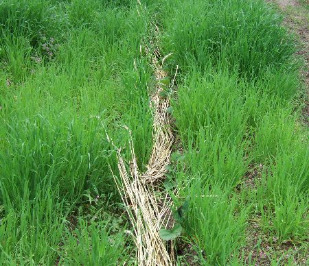 さつま芋栽培とエンバク 自然農法に憧れて