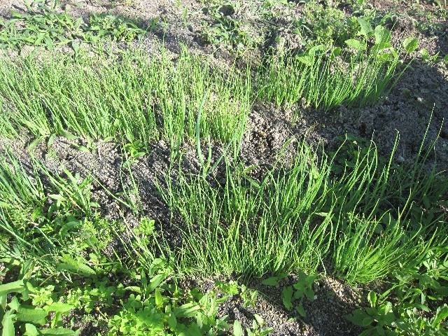 春蒔きと秋蒔きの九条太ネギと 寝かせトマト栽培 自然農法に憧れて