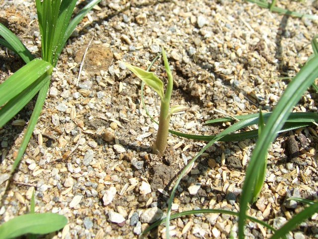 生姜の発芽とヤーコンとミニトマト 自然農法に憧れて