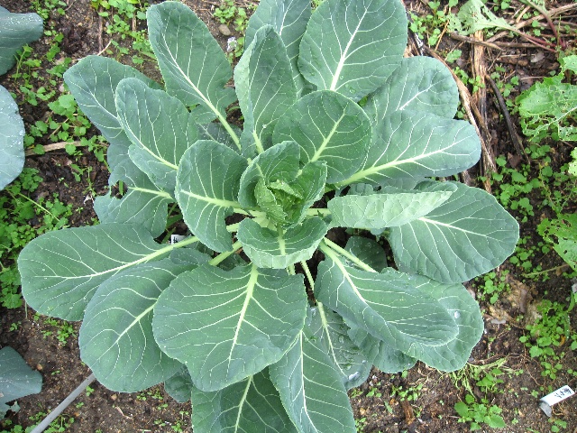 食べれるサボテン蕾と芽キャベツの成長 自然農法に憧れて