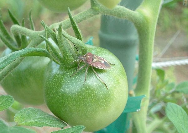 トマトにカメムシ 自然農法に憧れて