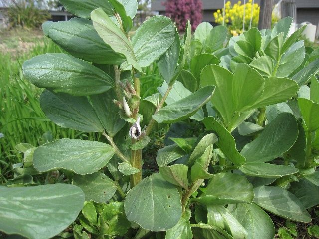 花梨の新芽とそら豆に花と野菜中心の夕食メニュー 自然農法に憧れて